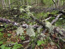 Usnea-florida_стация_Fagus